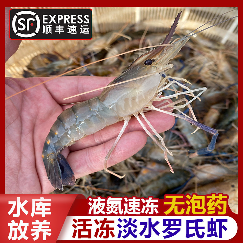 活冻罗氏沼虾液氮速冻淡水大虾大头虾肉质紧实不泡药顺丰包邮