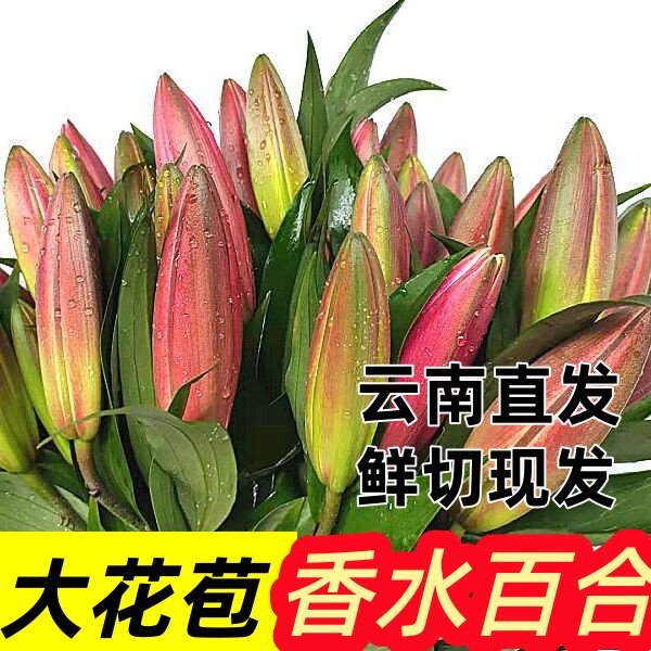 百合花鲜花云南基地直发水培多头香水百合花期长好养昆明基地花卉