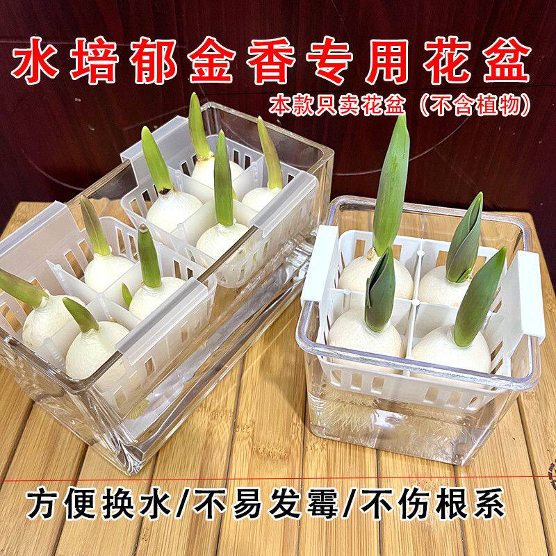 郁金香水培器皿种球专用固定篮