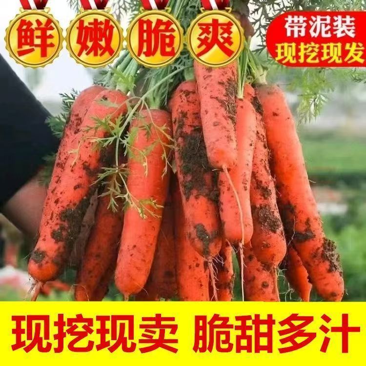 沙地生吃应季蔬菜水果营养现挖