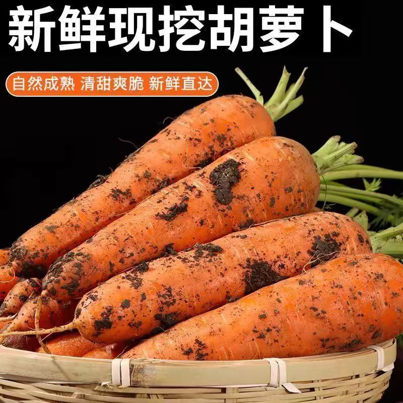 沙地生吃应季蔬菜水果营养现挖