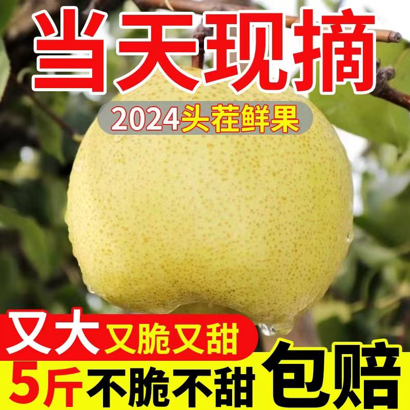 正宗砀山梨子当季水果新鲜青梨皇酥梨斤整箱包邮应翠冠香梨雪梨