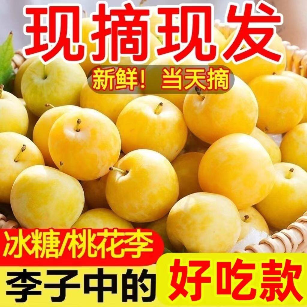 汉源桃花李子新鲜水果甜冰糖李黄金奈李恐龙蛋孕妇应季整箱批发