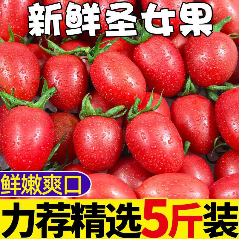 新鲜山东红圣女果千禧小番茄农家酸甜樱桃小西红柿现摘5斤