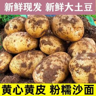 包邮 黄皮土豆黄心新鲜农家现挖马铃薯3斤5斤正宗洋芋当季 特价