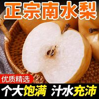 山东莱阳南水梨皮薄汁多香甜可口冰糖雪梨蜜梨南水梨