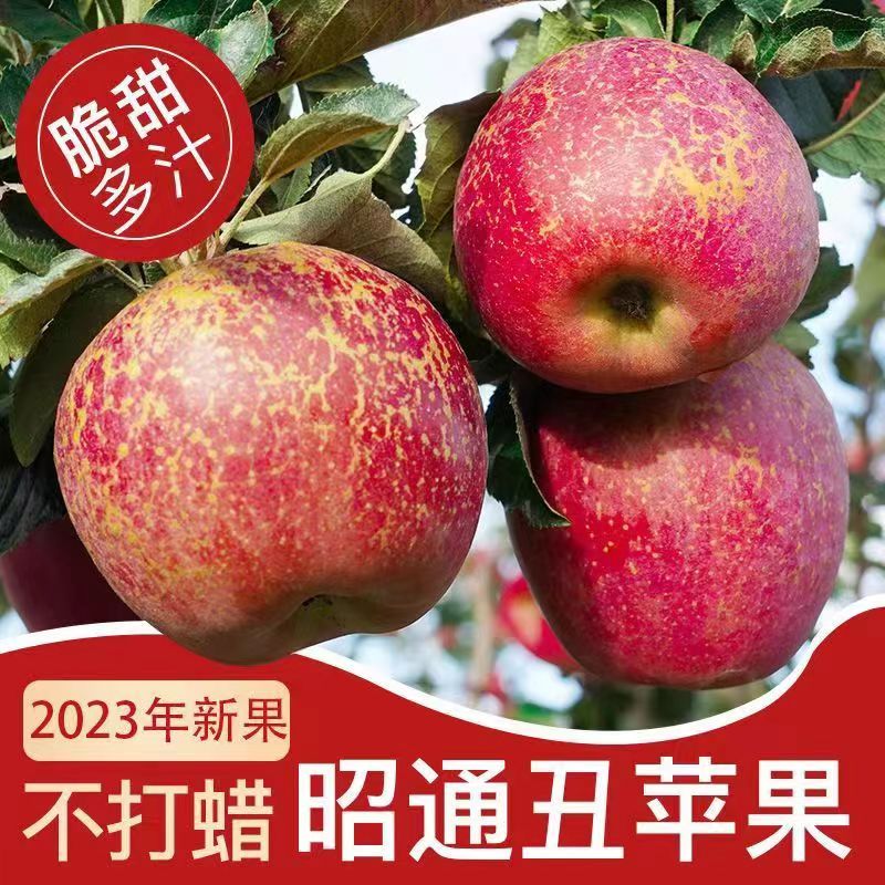云南昭通丑苹果冰糖心新鲜水果甜脆红富士10斤整箱现摘孕妇无添加