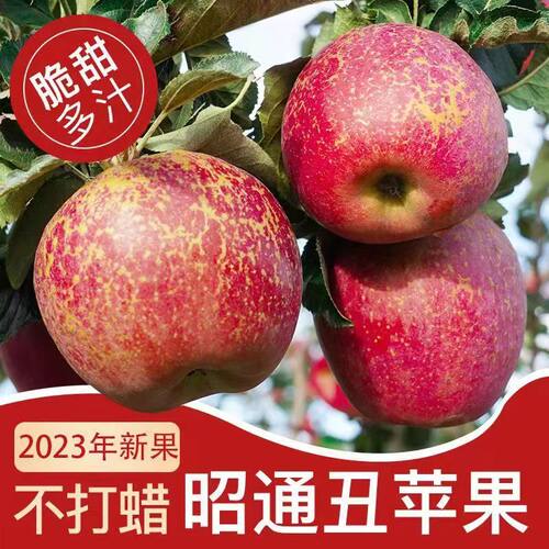 云南昭通丑苹果冰糖心新鲜水果甜脆红富士10斤整箱现摘孕妇无添加