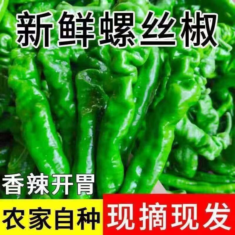 薄皮螺丝椒新鲜香辣皱皮辣椒新鲜农家自种青椒香辣薄皮螺旋椒