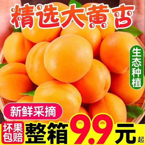 杏子新鲜水果现摘大黄杏5斤应当季整箱酸甜孕妇时令水果批发包邮