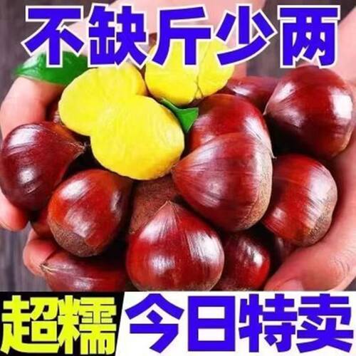 板栗生新鲜即食新鲜丹东生板栗5斤当季大板栗生栗锥栗大果毛栗子1