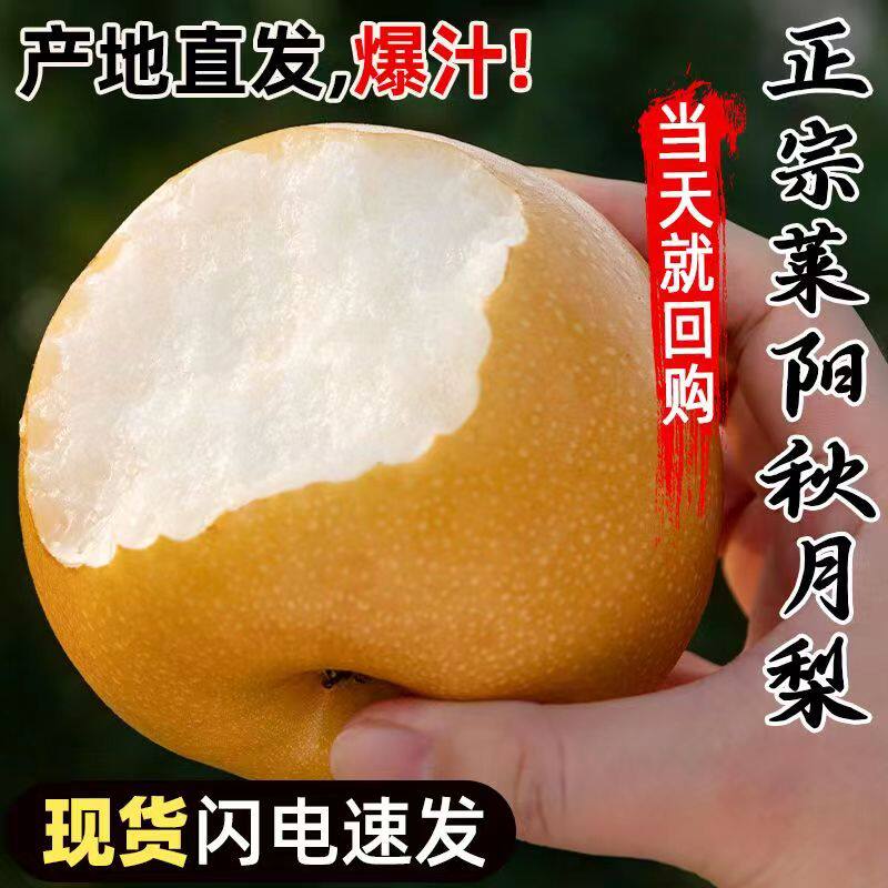 正宗山东秋月梨新鲜梨子当季现摘莱阳冰糖梨雪梨蜜梨水果礼盒包邮