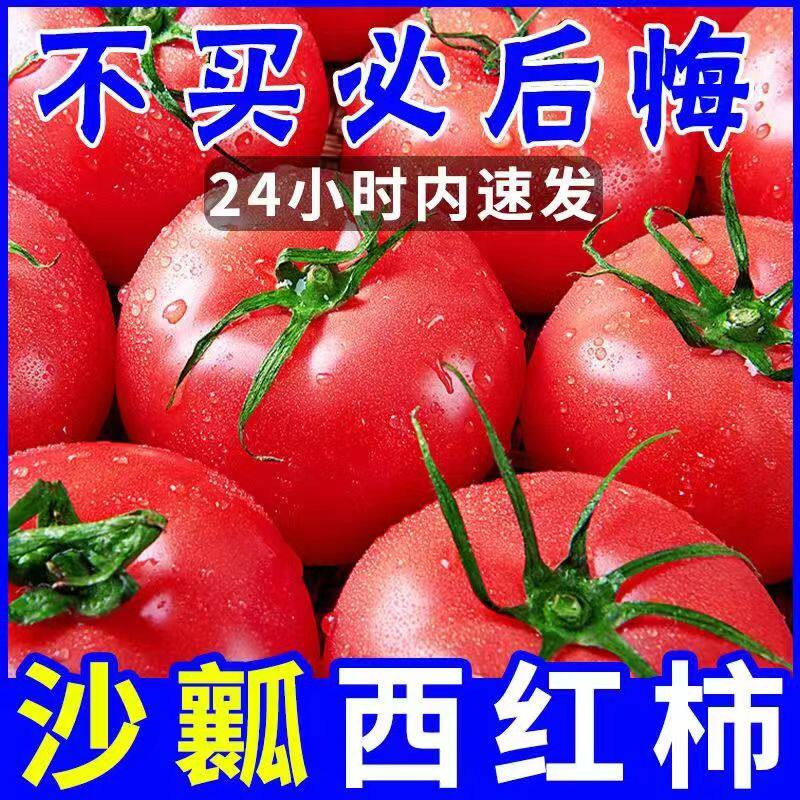 正宗普罗旺斯西红柿新鲜水果沙瓤自然熟大番茄现摘蔬菜包邮