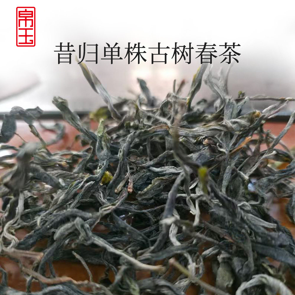 帛玉2026年昔归单株古树春茶普洱茶生茶【单棵茶树干茶6.8kg】