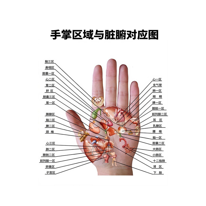 手掌区域与脏腑对应图掌纹图典手掌穴位图解海报贴纸粘贴墙纸kt板