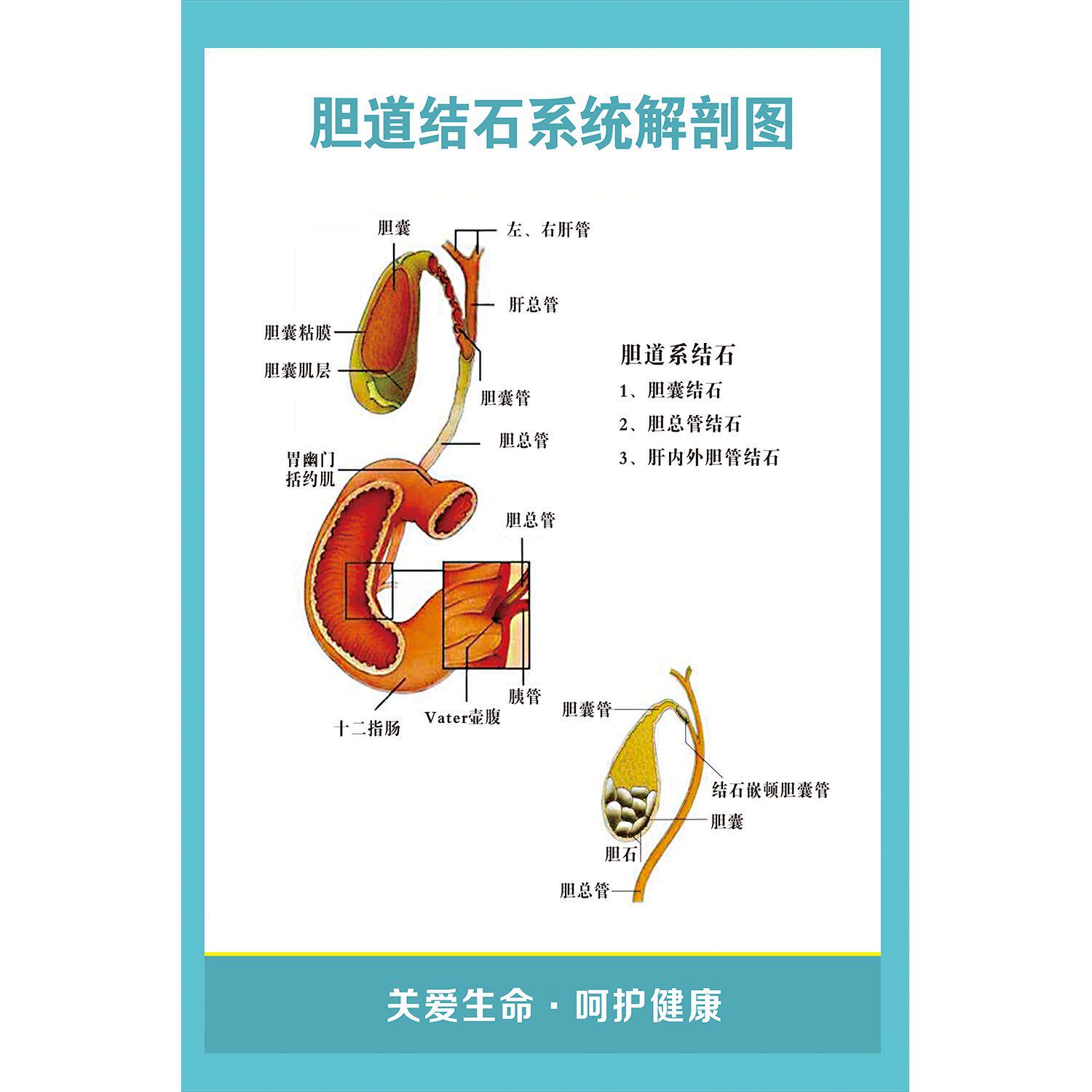 胆道系统解刨图海报贴纸人体解剖图医院诊所自粘自贴画