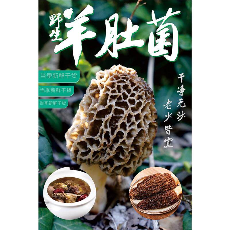 羊肚菌简介绍做用功效宣传贴纸挂图展板海报印制宣传画自粘