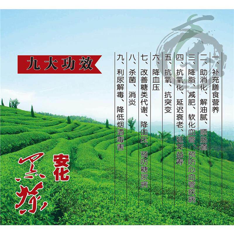 安化黑茶海报展板黑茶的保健功效茶马古道墙贴墙纸安化黑茶挂图