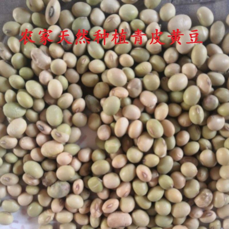 广西山区农家自种土黄豆 青皮黄豆 新鲜老品种 豆芽豆浆豆腐专用