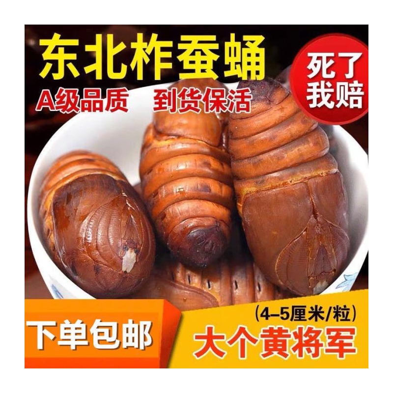蚕蛹新鲜活大黄茧辽宁特产蝉烧