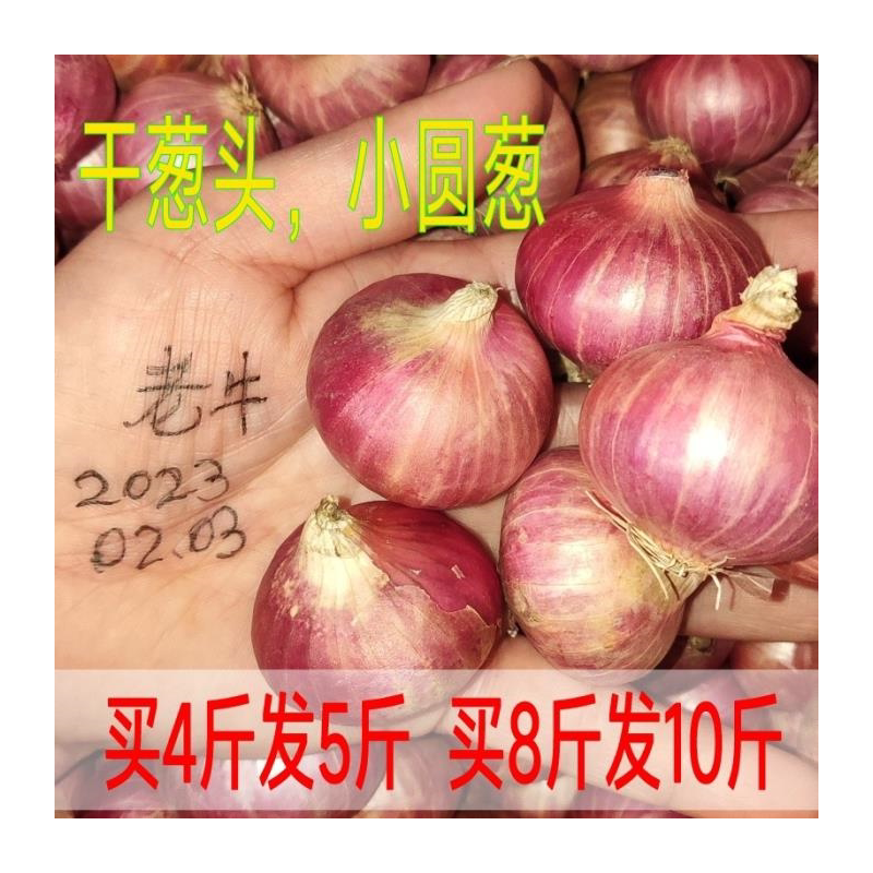 2斤装新鲜红葱头干珠小洋炸油