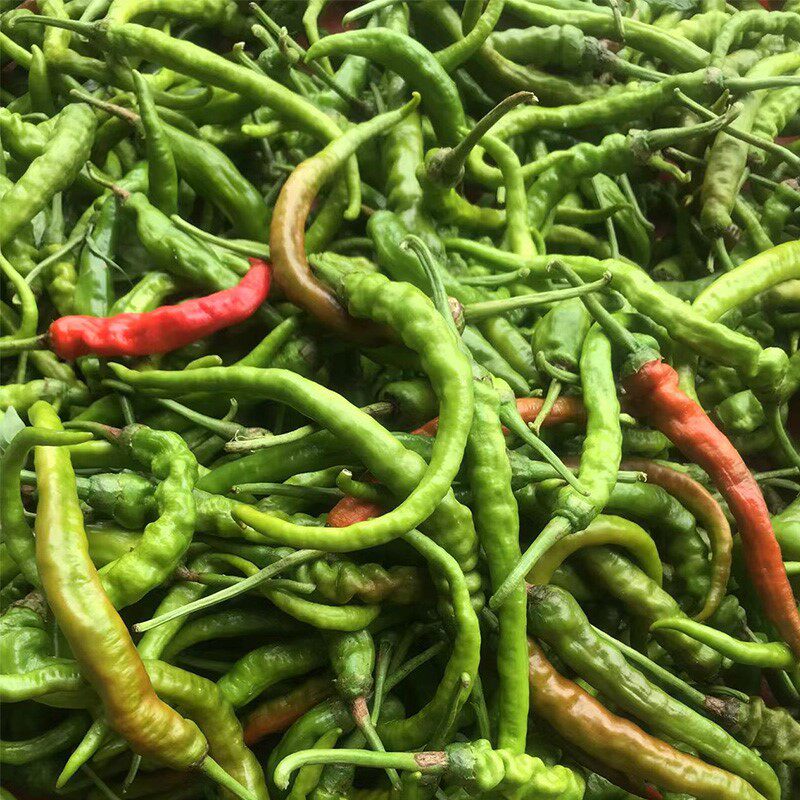 邵阳本地辣椒湖南辣椒农家土辣椒辣椒线椒青红混发秋辣椒丑辣椒辣