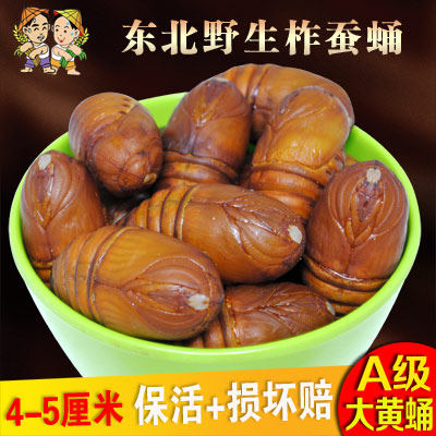 东北特产柞蚕蛹新鲜活蚕蛹大黄蚕蛹A级大茧蛹蝉蛹500包邮