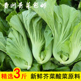 贵州新鲜芥菜现摘青菜做酸菜原料当季蔬菜泡酸菜鱼泡菜腌菜农家种