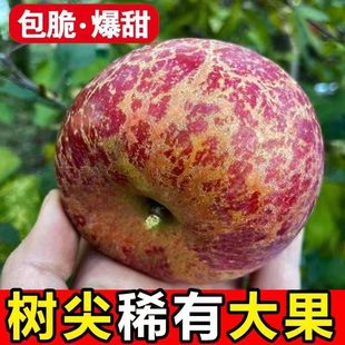 新鲜水果整箱10红富士苹果平安绍 云南邵通正宗丑苹果冰糖心当季