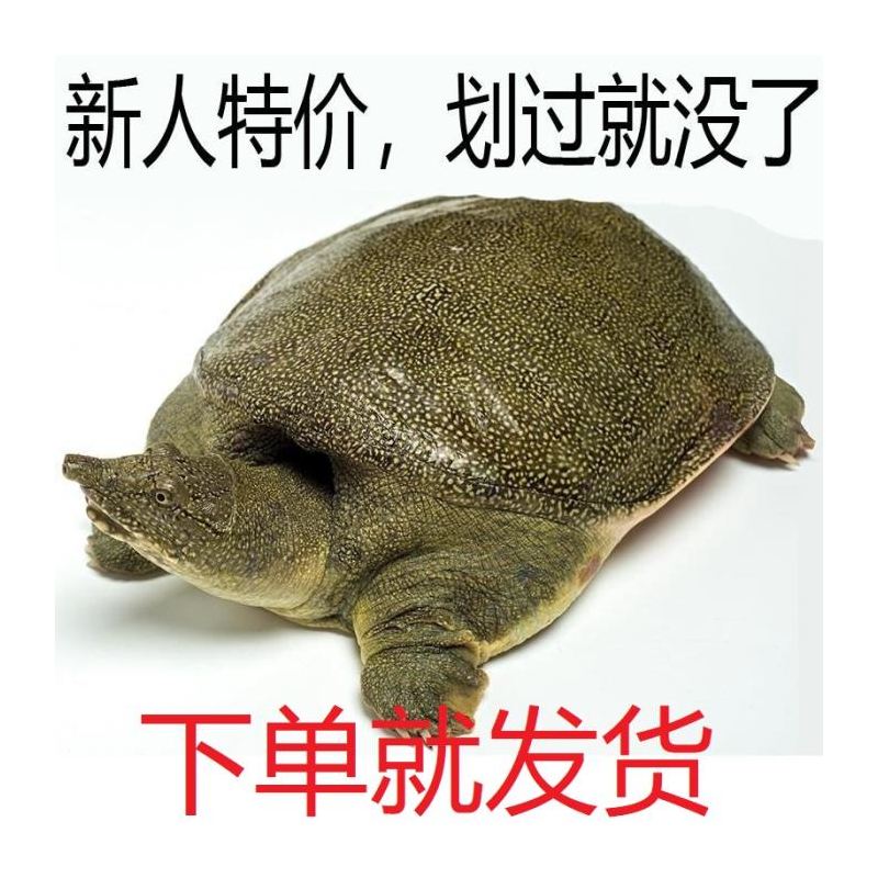 公雄大甲鱼活体鲜食用水团王八