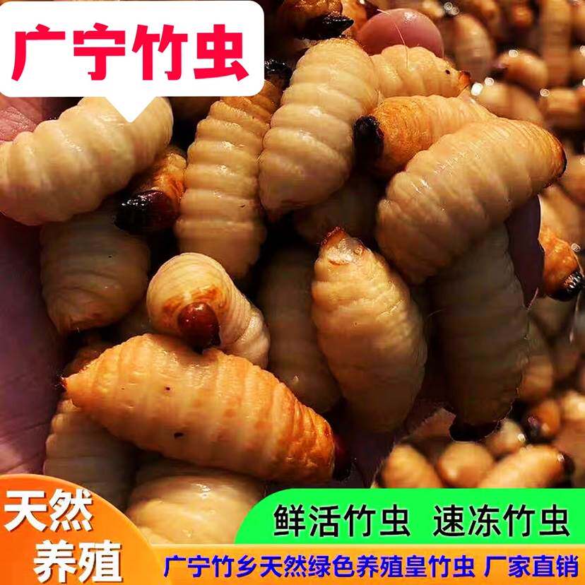 鲜活冻广宁竹虫竹蛹竹笋虫蛹咀食用昆虫竹子虫椰子虫活体发货包邮