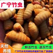 鲜活冻广宁竹虫竹蛹竹笋虫蛹咀食用昆虫竹子虫椰子虫活体发货 包邮
