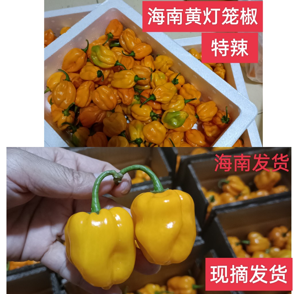 海南三亚发货 特辣 现摘 海南新鲜黄灯笼椒黄辣椒魔鬼辣椒变态辣