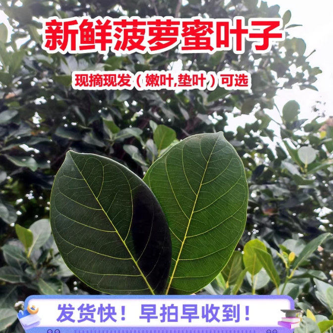 菠萝蜜叶子现摘新鲜叶子广东茂名特产树菠萝叶片嫩叶糍粑垫片包邮