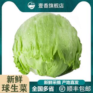 汉堡用西生菜圆生菜新鲜蔬菜西餐轻食沙拉色拉食材配菜 球生菜5斤