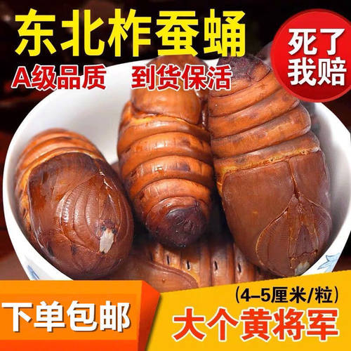 蚕蛹新鲜活大黄茧辽宁特产蝉烧