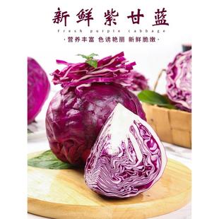 紫包菜球生菜新鲜西餐蔬菜沙拉食材生菜即食橄榄 山东紫甘蓝5斤装