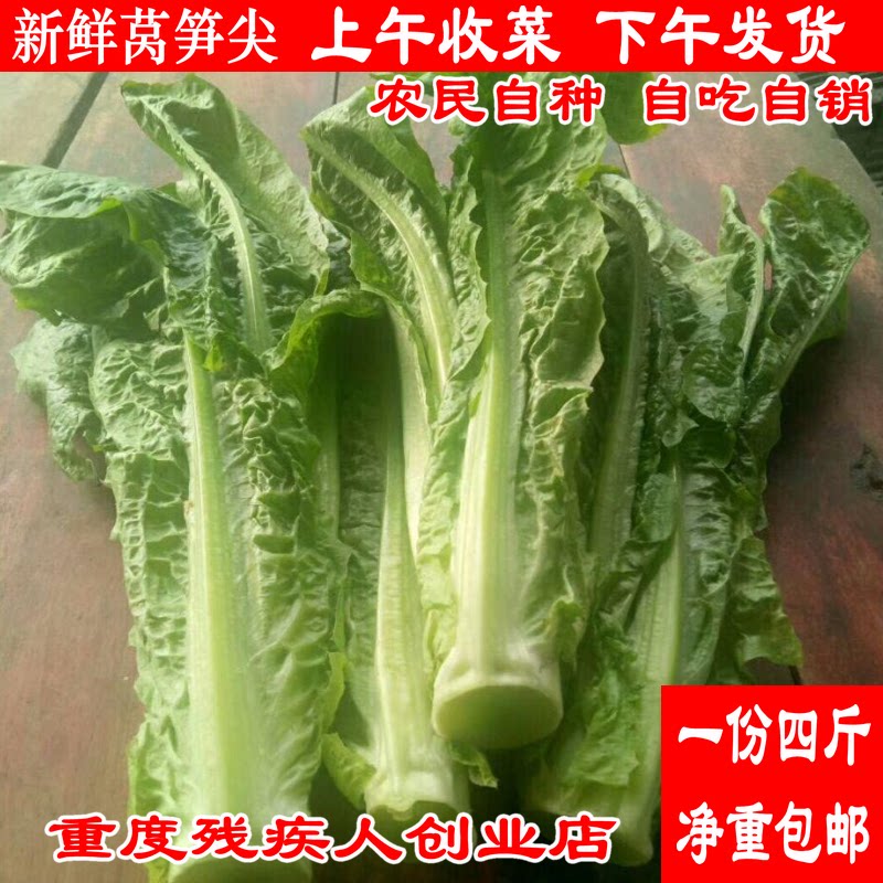 都江堰农家菜园 新鲜时令蔬菜莴笋尖凤尾莴笋叶农民自产自销 包邮