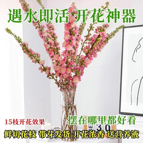 水培珍珠李客厅阳台植物冬季春季