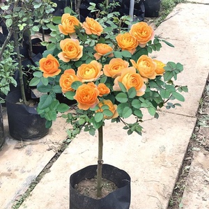 棒棒糖树桩月季树状花苗特大花朵花卉植物庭院四季开玫瑰果汁阳台