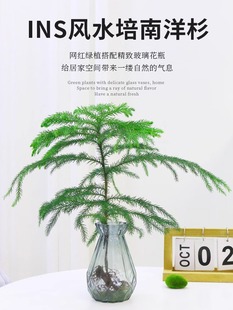 水培植物南洋杉盆栽室内桌面好养绿植花卉盆栽四季常青