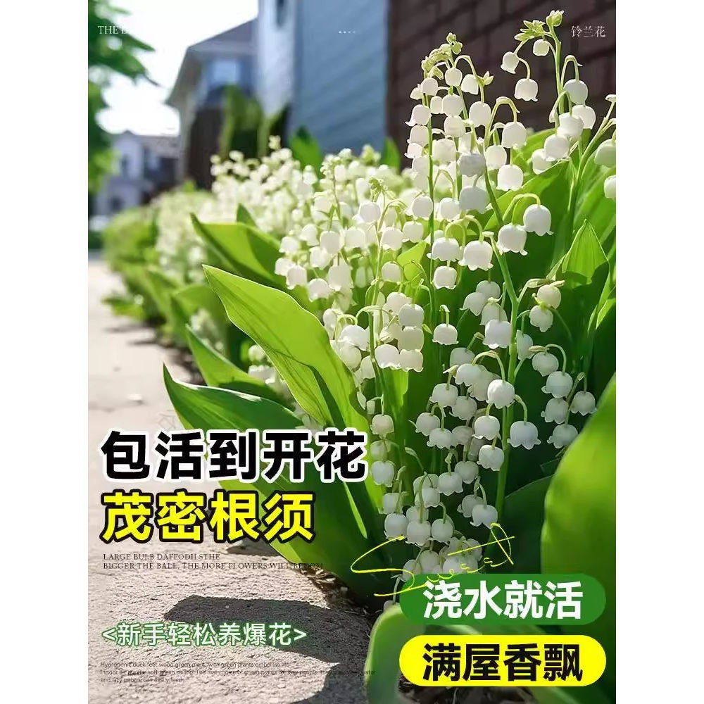 带芽铃兰花苗带根植物盆栽进口种种球/裸根
