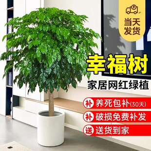 独杆棒棒糖幸福树客厅盆栽大绿植室内四季常绿花卉老桩植物