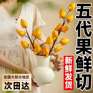 黄金果五代同堂鲜切花花束鲜花礼物冬季年宵花卉盆栽绿植水培植物