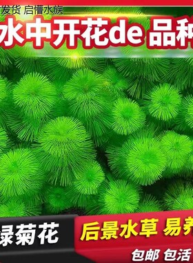 绿菊花活体真水草鱼缸水族箱松尾红菊造景淡水增氧植物阴性后景草