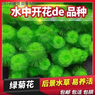 绿菊花活体真水草鱼缸水族箱松尾红菊造景淡水增氧植物阴性后景草
