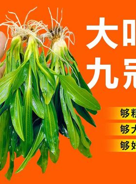 绿九冠迷你鱼缸水族箱用净化热带鱼生态造景冷水装饰水草增氧植物