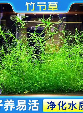 印度竹节草新手好养耐活懒人阴性水草孔雀鱼鱼缸装饰造景净化水质