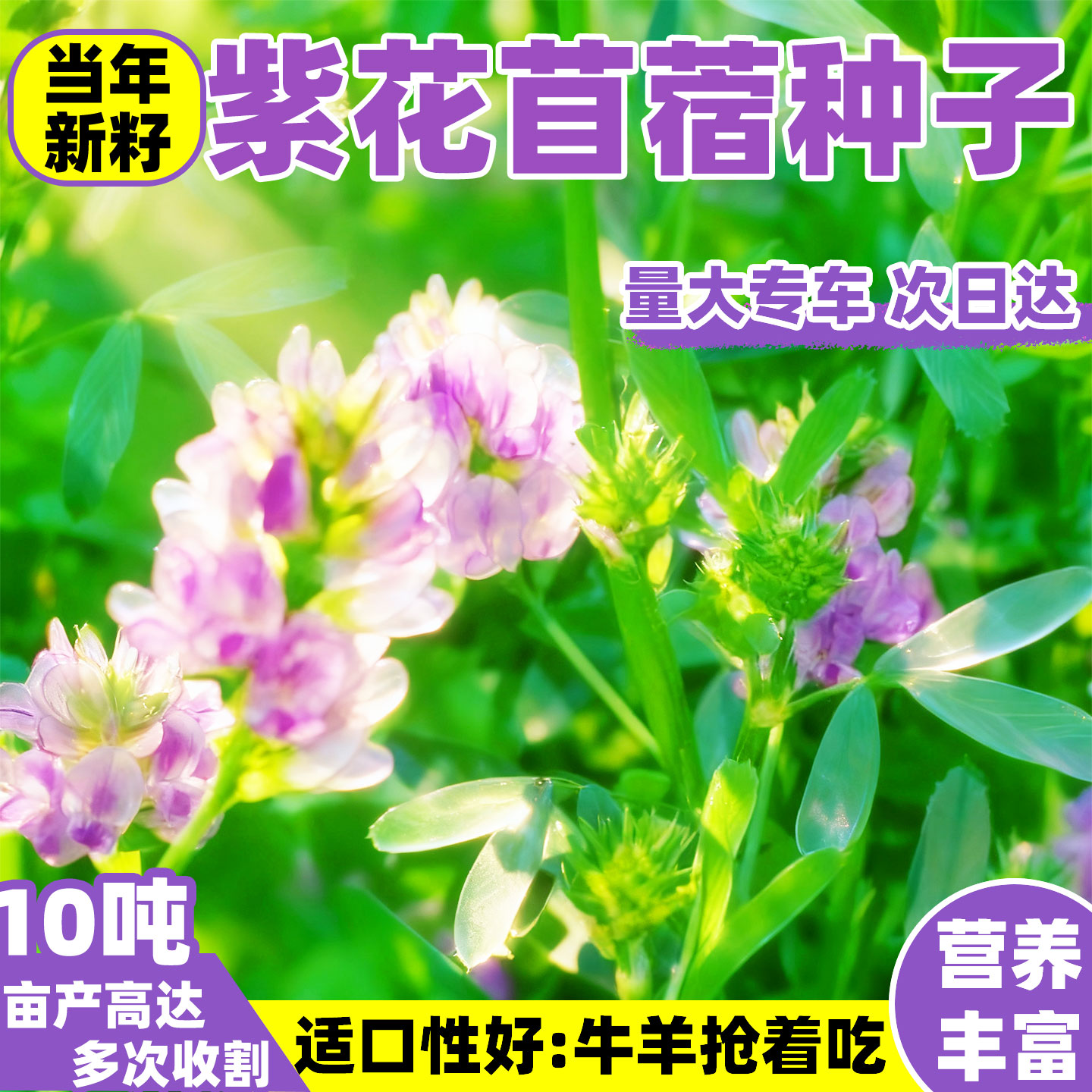 紫花苜蓿种子四季高产多年生牧草种子多茬收割畜牧养殖高蛋白草籽