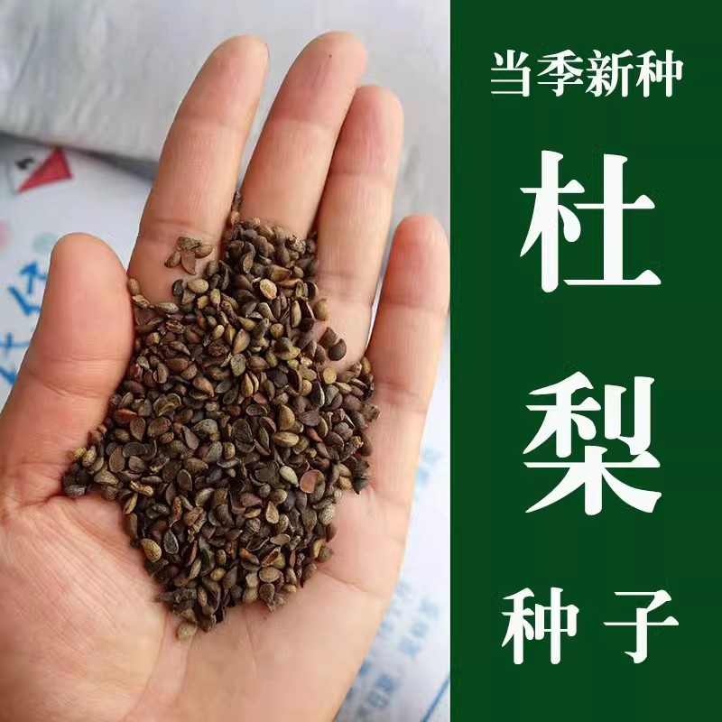 新采杜梨种子耐寒嫁接各种梨树